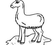Coloriage Lama debout sur le rocher