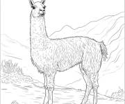 Coloriage Lama dessin&eacute; pour enfants