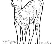 Coloriage Lama d&eacute;taill&eacute;