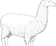 Coloriage Lama d&eacute;taill&eacute; pour &eacute;coliers