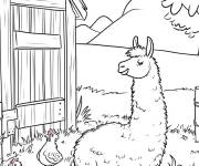 Coloriage Lama devant la ferme