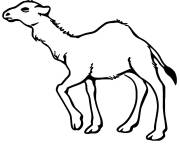 Coloriage Lama en marchant