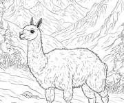 Coloriage Lama en maternelle