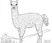 Coloriage Lama en sketch