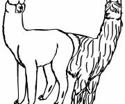 Coloriage Lama et Alpaga