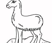 Coloriage Lama facile