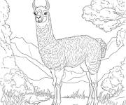 Coloriage Lama femelle dans la foret