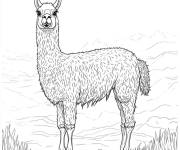 Coloriage Lama femelle te regardant
