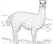 Coloriage Lama mammif&egrave;re mignon