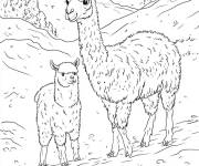 Coloriage Lama m&egrave;re avec son petit