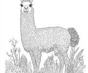 Coloriage Lama  parmi l'herbe