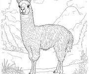 Coloriage Lama pour toddlers