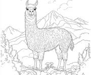 Coloriage Lama  prends une seconde pour observer les montagnes