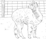 Coloriage Lama qui regarde en arri&egrave;re