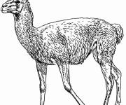 Coloriage Lama r&eacute;aliste cp