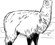 Coloriage Lama r&eacute;aliste des montagnes
