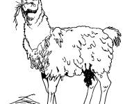Coloriage Lama r&eacute;aliste PS