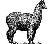 Coloriage Lama r&eacute;el