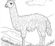 Coloriage Lama se balade