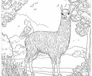 Coloriage Lama se cache dans la foret