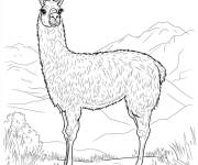 Coloriage Lama se nourrit sur la montagne