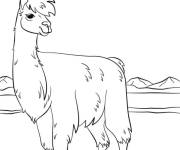 Coloriage Lama sous les nuages