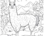 Coloriage Lama timide dans la foret