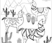 Coloriage Lamas dans le champ