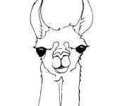 Coloriage et dessins gratuit Le regarde de Lama à imprimer