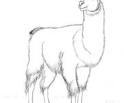 Coloriage Mammif&egrave;re Lama