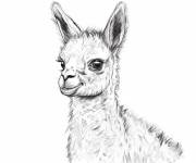 Coloriage Petit Lama aimable