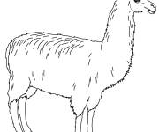 Coloriage Portrait de Llama