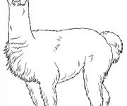 Coloriage Profil Lama