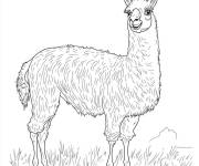 Coloriage Profil lama en d&eacute;tail