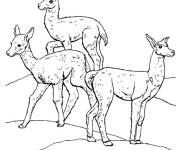 Coloriage Trois lamas