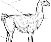 Coloriage Vue de Guanacos