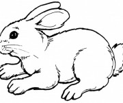 Coloriage Lapin couleur