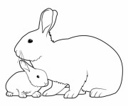 Coloriage et dessins gratuit Lapin et son bébé à imprimer