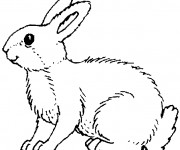 Coloriage Lapin sauvage