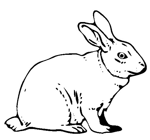 Coloriage Lievre Simple Dessin Gratuit A Imprimer
