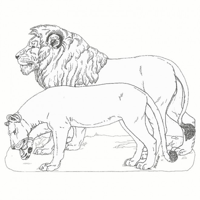 Coloriage et dessins gratuits Lion 27 à imprimer