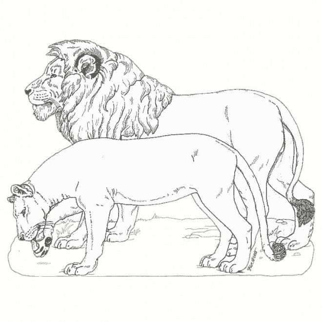 Coloriage Lion gratuit à imprimer liste 20 à 40