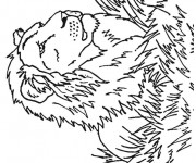 Coloriage Lion 30