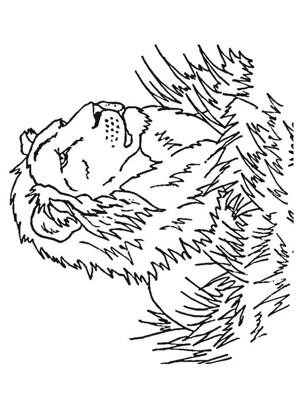 Coloriage et dessins gratuits Lion 30 à imprimer