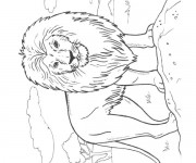 Coloriage Lion 33