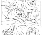 Coloriage Lion 47