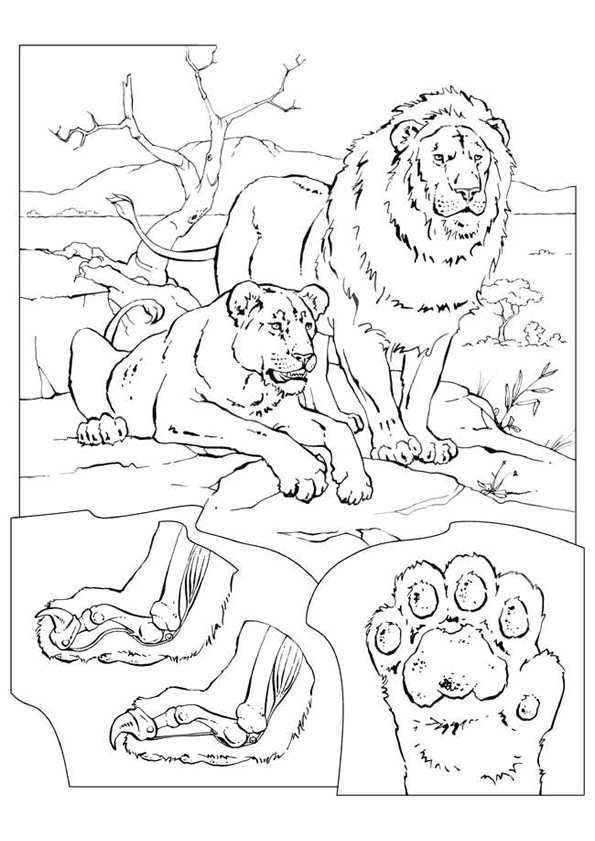 Coloriage Lion gratuit à imprimer liste 40 à 60
