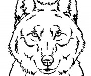 Coloriage et dessins gratuit Loup 2 à imprimer