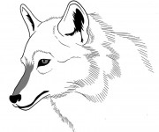 Coloriage Loup 20