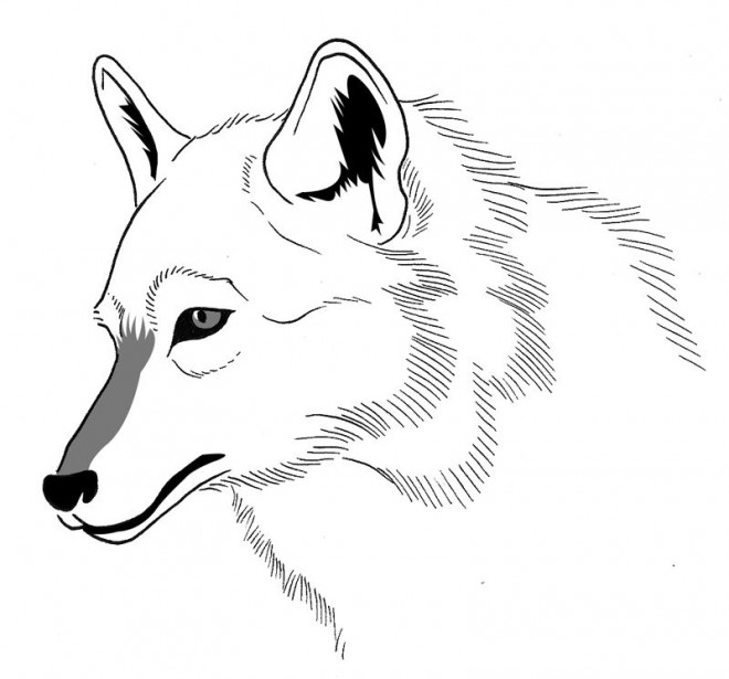 Coloriage Loup 20 Dessin Gratuit à Imprimer